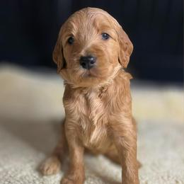Toffee - Apricot male Goldendoodle puppy in Summerville, South Carolina from Pawmazing Doodles