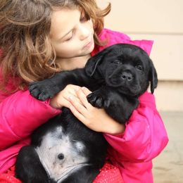 Labrador Retriever Puppies from Britt Labradors