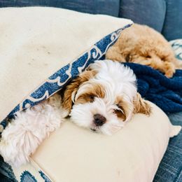 Cockapoo Puppies from Lulu's Cockapoos