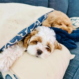 Cockapoo Puppies from Lulu's Cockapoos