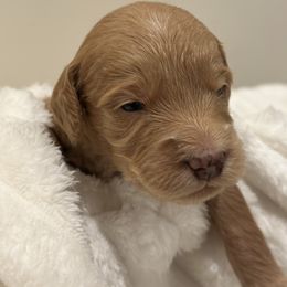 Cider - Apricot male Goldendoodle puppy in Palmetto Bay, Florida from Simply Pawfect Doodles