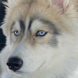 Siberian Husky Puppies from Xk siberians