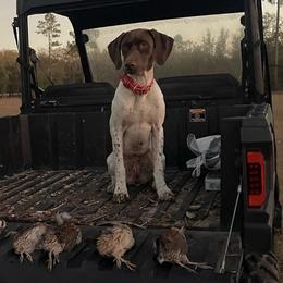 German Shorthaired Pointers from Moccasin Creek Pointers