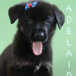 Adelaide - Black and cream female German Shepherd puppy in De Land, Florida from 3B’s Animal Artistry