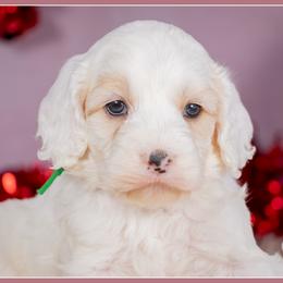 Mufasa - Red and white male Cockapoo puppy in Connersville, Indiana from Deaz Doodle Ranch