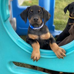 Doberman Pinscher Puppies from Jensen Dobermans