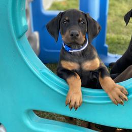 Doberman Pinscher Puppies from Jensen Dobermans