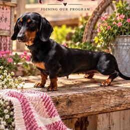 Ruex - Dachshund
