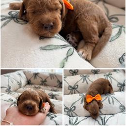 Zuma - Red male Australian Labradoodle puppy in Summerfield, North Carolina from Four Oaks Labradoodles
