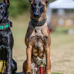Belgian Malinois and Dutch Shepherds from Berserkermalinoiskennel