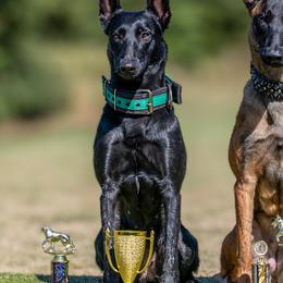 Belgian Malinois and Dutch Shepherds from Berserkermalinoiskennel
