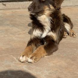 Australian Shepherd Puppies from 3 Crosses Kennels