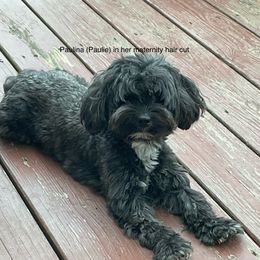 Paulie - Havanese