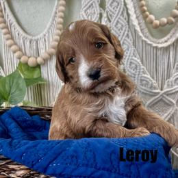 Leroy - Apricot male Goldendoodle puppy in Jonesboro, Arkansas from Honeysuckle Creek Goldendoodles