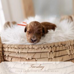Tuesday - Red  male Goldendoodle puppy in Syracuse, Florida from The Doodle Cove