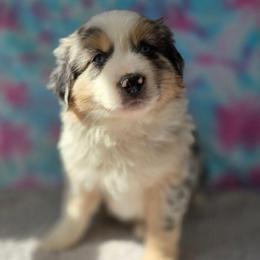 Zeus - Blue merle male Miniature Australian Shepherd puppy in Church Hill, Tennessee from Hippie Dog Haven