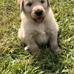 Blue Boy - Golden male Golden Retriever puppy in Rockwell, North Carolina from KnL Golden Acres