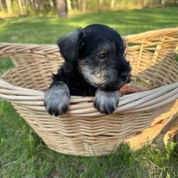 Mia - Black and silver female Miniature Schnauzer puppy in Akeley, Minnesota from Great Northern Schnauzers