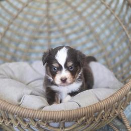 Wiskey - Red tri male Miniature Australian Shepherd puppy in Killen, Alabama from Wilkers Wholehearted Mini Aussies