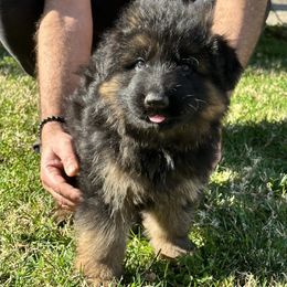 German Shepherd and Pembroke Welsh Corgi Puppies from Top Shepherd Perlez