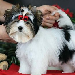 Raynen Bows - Black tan and white female Biewer Terrier puppy in Lebanon, Oregon from SD99Biewers