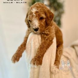 Goldendoodle puppies from Rose Lane Doodles