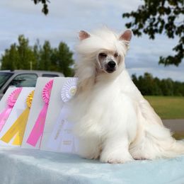 Able - Chinese Crested