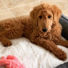 Goldendoodle Puppies from SunriseDoodles