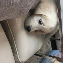 Golden Retriever Puppies from Chrysanthos Golden Retrievers
