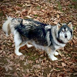 Sterling - Siberian Husky