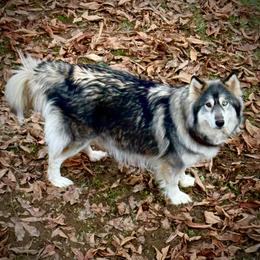Sterling - Siberian Husky
