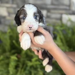 Alexander - Merle male Double Doodle puppy in Millersburg, Ohio from T Sanctum
