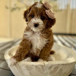 Strawberry girl - Red  female Goldendoodle puppy in Rio Linda, California from Plush Doodles