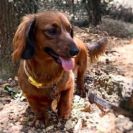 Cocoa - Dachshund