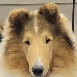 Collies from Gambit Collies