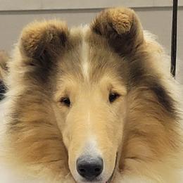 Collies from Gambit Collies