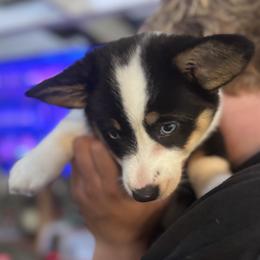 Lillabit - Brindle merle and white female American Corgi puppy in Los Angeles, California from Cal Beach Corgis