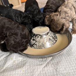 Bernedoodle, Cockapoo, and Goldendoodle Puppies from Avery Doodle Day LLC