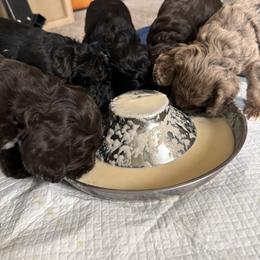 Bernedoodle, Cockapoo, and Goldendoodle Puppies from Avery Doodle Day LLC