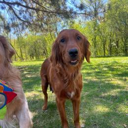 RivR - Golden Retriever