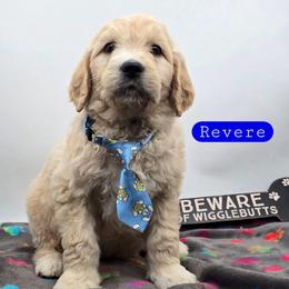 Revere - Apricot male Goldendoodle puppy in Neillsville, Wisconsin from Granton Creek