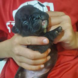 Charlotte - Blue female French Bulldog puppy in Stockton, Missouri from Willis Family Frenchies
