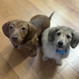 Dachshund Puppies from Spunky Sausage Pups