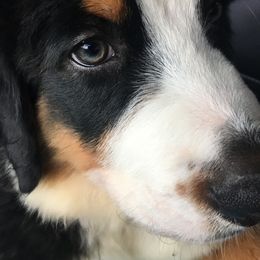 Bernese Mountain Dog Puppies from D’S Bernese Mountain Dogs