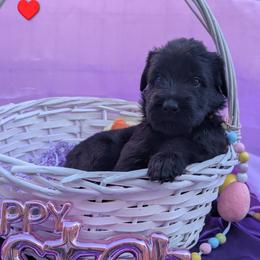 Spicy - Black female Giant Schnauzer puppy in Noel, Missouri from Riesenschnauzers von Reh Bach