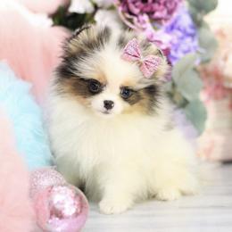 Maisy-AKC Black Tri Merle - Blue merle female Pomeranian puppy in Santa Rosa, California from Cute California Poms