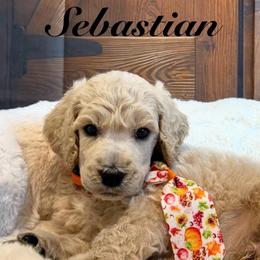 Colin - Cream male Poodle puppy in Fountain, Florida from Silva Royale Standard Poodles
