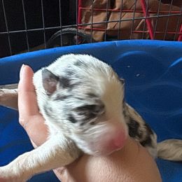 Tod - Blue merle Border Collie puppy in Defuniak Springs, Florida from Blue Cypress Stock dogs