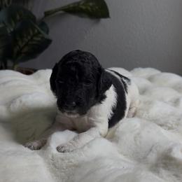 Girl 2 - Parti female Goldendoodle puppy in Goodyear, Arizona from AZ Royal Doxies llc