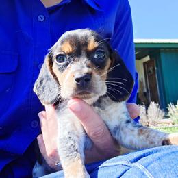 Cash - Blue tan and white male Beagle puppy in Bunch, Oklahoma from Julie’s Jewels Puppies